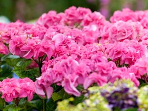 ブルーボネット、あじさい、5月夏の花、名古屋市港区の観光・撮影スポットの画像と写真
