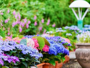 ブルーボネット、あじさい、5月夏の花、名古屋市港区の観光・撮影スポットの画像と写真