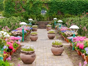 ブルーボネット、5月夏の花、名古屋市港区の観光・撮影スポットの画像と写真