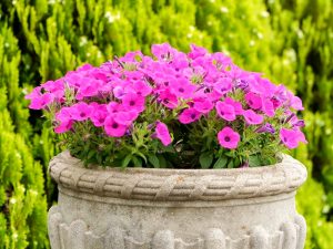 ブルーボネット、5月夏の花、名古屋市港区の観光・撮影スポットの画像と写真