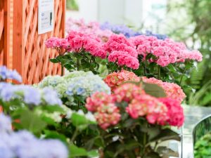 ブルーボネット、あじさい、5月夏の花、名古屋市港区の観光・撮影スポットの画像と写真