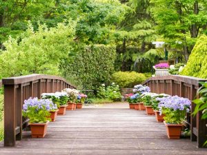 ブルーボネット、5月夏の花、名古屋市港区の観光・撮影スポットの画像と写真