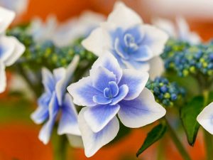 ブルーボネット、あじさい、5月夏の花、名古屋市港区の観光・撮影スポットの画像と写真