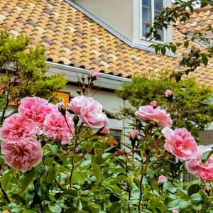 デンパーク、4月春の花、愛知県安城市の観光・撮影スポットの画像と写真
