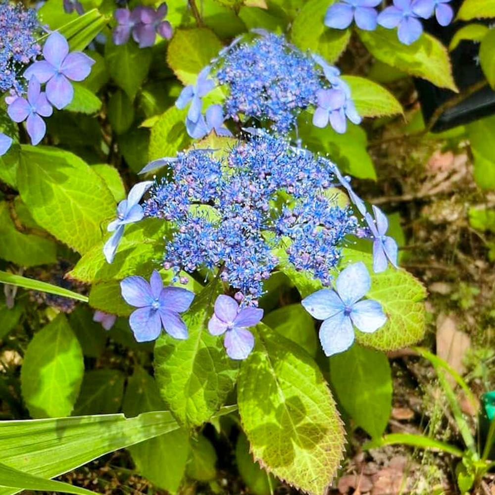 デンパーク、4月春の花、愛知県安城市の観光・撮影スポットの画像と写真