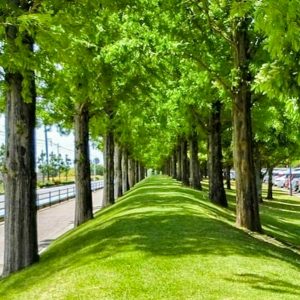 デンパーク、4月春の花、愛知県安城市の観光・撮影スポットの画像と写真