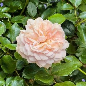 デンパーク、4月春の花、愛知県安城市の観光・撮影スポットの画像と写真