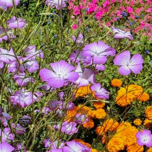 デンパーク、4月春の花、愛知県安城市の観光・撮影スポットの画像と写真