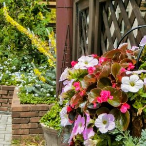 デンパーク、4月春の花、愛知県安城市の観光・撮影スポットの画像と写真