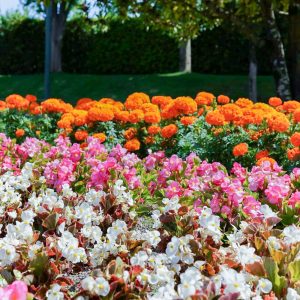 安城産業文化公園 デンパーク、5月の夏の花、愛知県安城市の観光・撮影スポットの画像と写真