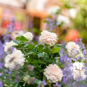 安城産業文化公園 デンパーク、5月の夏の花、愛知県安城市の観光・撮影スポットの画像と写真