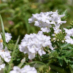 安城産業文化公園 デンパーク、5月の夏の花、愛知県安城市の観光・撮影スポットの画像と写真