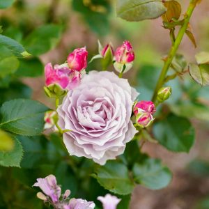 安城産業文化公園 デンパーク、5月の夏の花、愛知県安城市の観光・撮影スポットの画像と写真