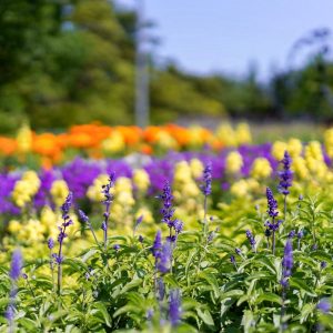 安城産業文化公園 デンパーク、5月の夏の花、愛知県安城市の観光・撮影スポットの画像と写真