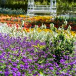 安城産業文化公園 デンパーク、5月の夏の花、愛知県安城市の観光・撮影スポットの画像と写真