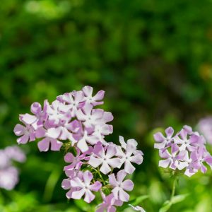 安城産業文化公園 デンパーク、5月の夏の花、愛知県安城市の観光・撮影スポットの画像と写真