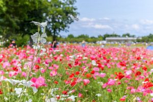 フラワーパーク江南、ポピー、5月夏の花、江南市の観光・撮影スポットの名所
