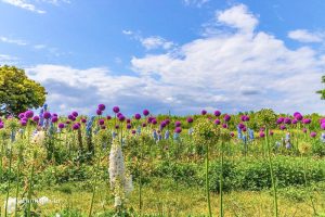 フラワーパーク江南、5月夏の花、江南市の観光・撮影スポットの名所