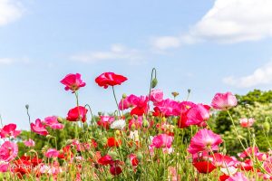 フラワーパーク江南、ポピー、5月夏の花、江南市の観光・撮影スポットの名所