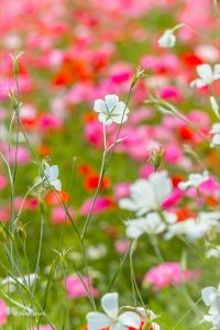 フラワーパーク江南、ポピー、5月夏の花、江南市の観光・撮影スポットの名所