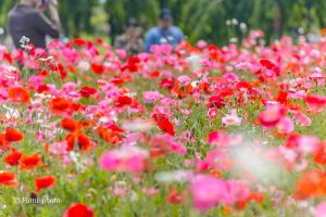 フラワーパーク江南、ポピー、5月夏の花、江南市の観光・撮影スポットの名所
