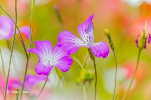 フラワーパーク江南、5月夏の花、江南市の観光・撮影スポットの名所