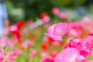 フラワーパーク江南、ポピー、5月夏の花、江南市の観光・撮影スポットの名所
