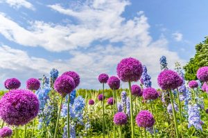 フラワーパーク江南、5月夏の花、江南市の観光・撮影スポットの名所