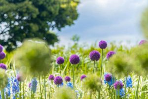 フラワーパーク江南、5月夏の花、江南市の観光・撮影スポットの名所