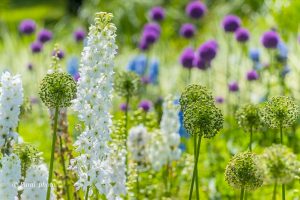 フラワーパーク江南、5月夏の花、江南市の観光・撮影スポットの名所