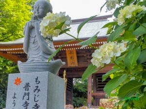 普門寺、あじさい、６月夏の花、愛知県豊橋市の観光・撮影スポットの画像と写真