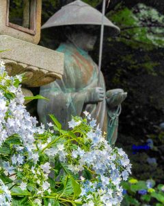 普門寺、あじさい、６月夏の花、愛知県豊橋市の観光・撮影スポットの画像と写真
