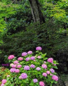 普門寺、あじさい、６月夏の花、愛知県豊橋市の観光・撮影スポットの画像と写真