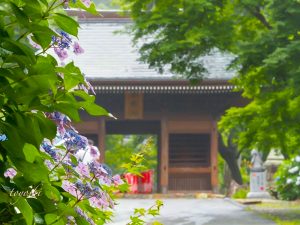 普門寺、あじさい、６月夏の花、愛知県豊橋市の観光・撮影スポットの画像と写真