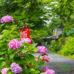 普門寺、あじさい、６月夏の花、愛知県豊橋市の観光・撮影スポットの画像と写真