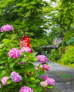 普門寺、あじさい、６月夏の花、愛知県豊橋市の観光・撮影スポットの画像と写真