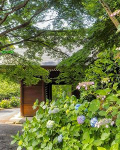普門寺、あじさい、６月夏の花、愛知県豊橋市の観光・撮影スポットの画像と写真