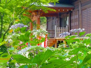 普門寺、あじさい、６月夏の花、愛知県豊橋市の観光・撮影スポットの画像と写真