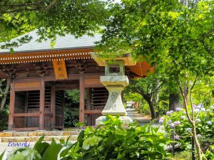 普門寺、あじさい、６月夏の花、愛知県豊橋市の観光・撮影スポットの画像と写真