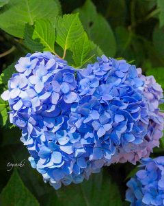 普門寺、あじさい、６月夏の花、愛知県豊橋市の観光・撮影スポットの画像と写真