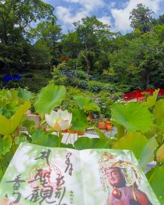 普門寺、あじさい、６月夏の花、愛知県豊橋市の観光・撮影スポットの画像と写真