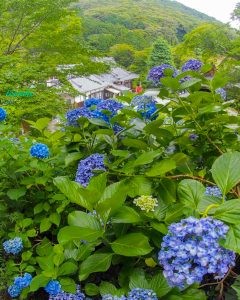 普門寺、あじさい、６月夏の花、愛知県豊橋市の観光・撮影スポットの画像と写真