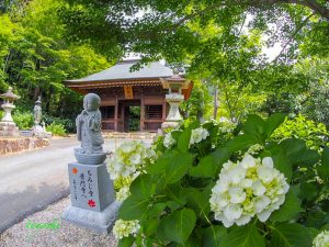 普門寺、あじさい、６月夏の花、愛知県豊橋市の観光・撮影スポットの画像と写真