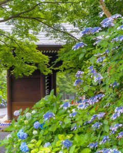 普門寺、あじさい、６月夏の花、愛知県豊橋市の観光・撮影スポットの画像と写真