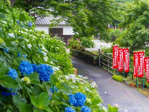 普門寺、あじさい、６月夏の花、愛知県豊橋市の観光・撮影スポットの画像と写真