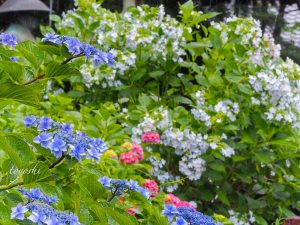 普門寺、あじさい、６月夏の花、愛知県豊橋市の観光・撮影スポットの画像と写真