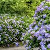 都市緑化植物園、あじさい、6月夏の花、愛知県春日井市の観光・撮影スポットの画像と写真