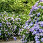 都市緑化植物園、あじさい、6月夏の花、愛知県春日井市の観光・撮影スポットの画像と写真