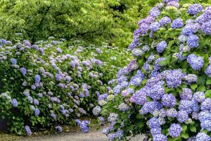 都市緑化植物園、あじさい、6月夏の花、愛知県春日井市の観光・撮影スポットの画像と写真
