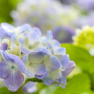 都市緑化植物園、あじさい、6月夏の花、愛知県春日井市の観光・撮影スポットの画像と写真